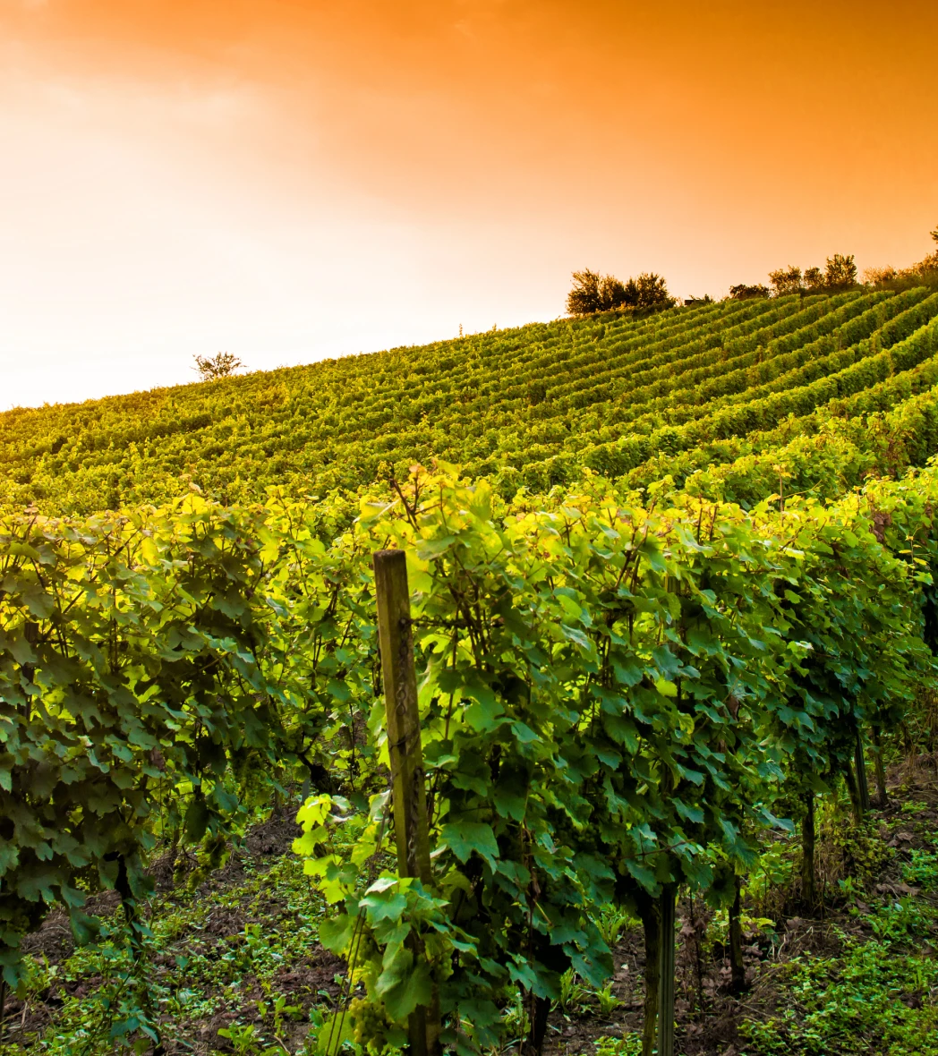 Musée rural des arts populaires de Laduz