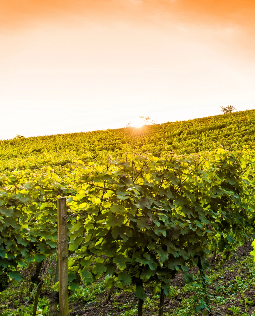Vigne du Sancerre et Pouilly fumé